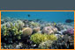 reef_1004_sml.jpg